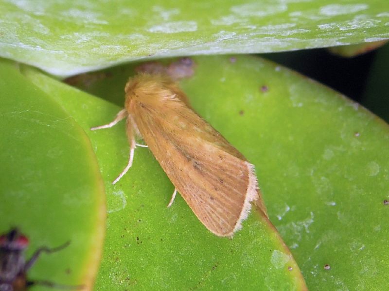 Sesamia nonagrioides